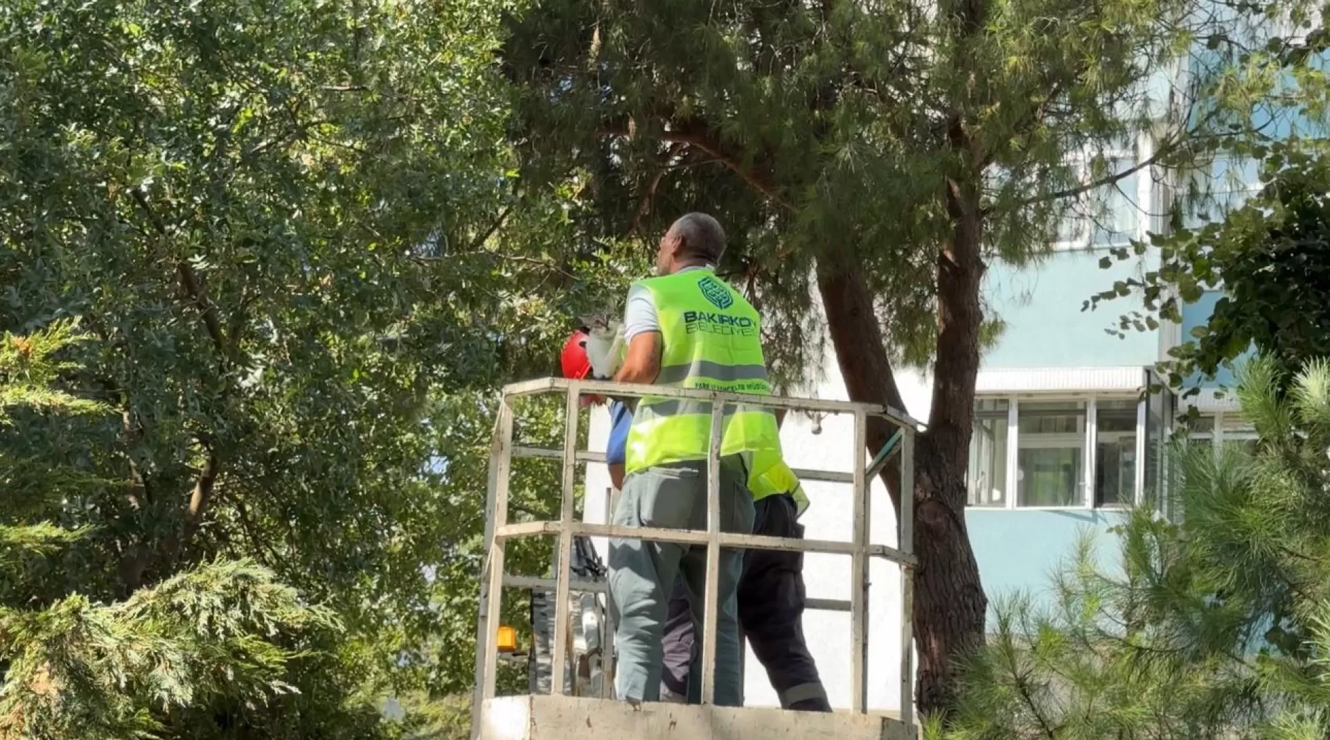 3 GÜNDÜR AĞAÇTA MAHSURDU BAKIRKÖY BELEDİYESİ EKİPLERİ KURTARDI