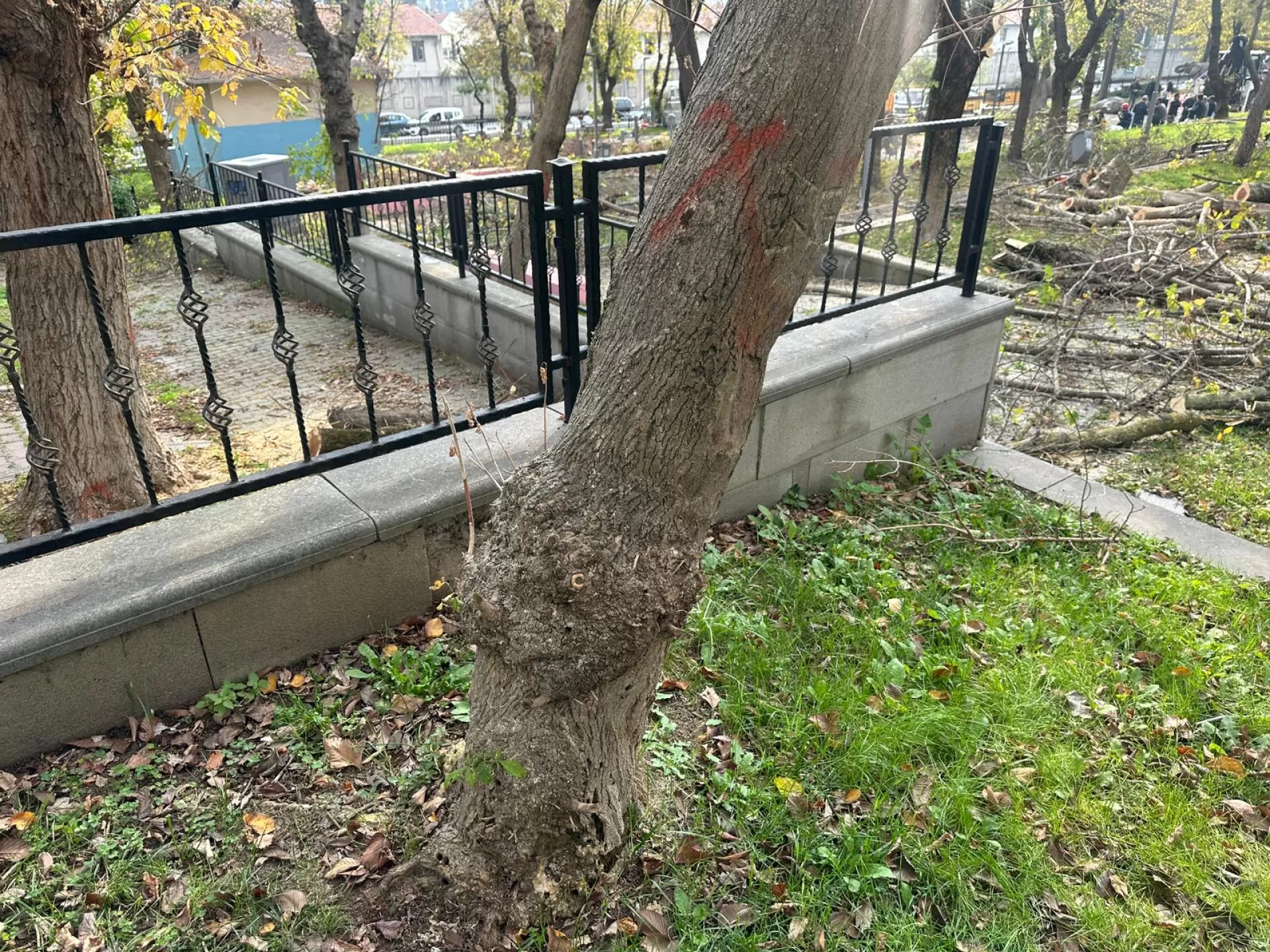 BAKIRKÖY BELEDİYESİ'NDEN TEKE BÖCEĞİNE KARŞI ETKİN MÜCADELE