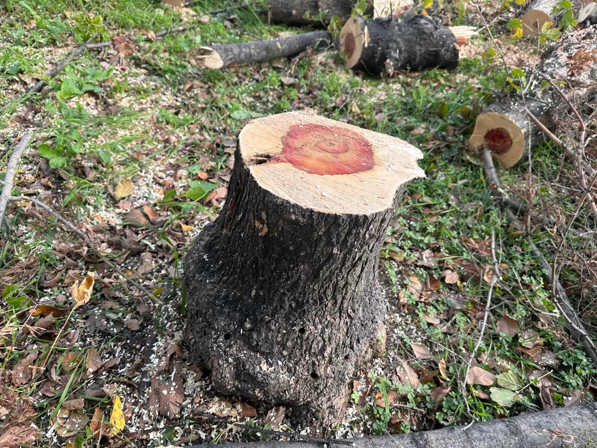 BAKIRKÖY BELEDİYESİ'NDEN TEKE BÖCEĞİNE KARŞI ETKİN MÜCADELE